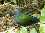 The Nicobar pigeon (Caloenas nicobarica) is a pigeon found on small islands and in coastal regions from the Nicobar Islands, east through the Malay Archipelago, to the Solomons and Palau. It is the only living member of the genus Caloenas and the closest living relative of the extinct dodo.