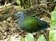 Southeast Asia: Nicobar Pigeon (Caloenas nicobarica)